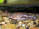 Acanthodoras spinosissimus bzw. Knurrender Dornwels