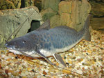 Calophysus macropterus