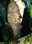 Cephalosilurus nigricaudus