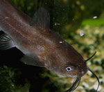 Ameiurus nebulosus: Jungfische sehen immer schwärzlich aus und werden oft als Ameiurus melas gehandelt.