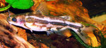 Tachysurus spilotus