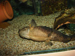 Seine Bauchunterseite zeigt Cephalosilurus fowleri nicht oft.