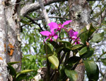 Zu jeder Jahreszeit kann man hier blühende Wild-Orchideen sehen.