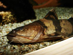Pseudopimelodus bufonius