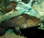 Cephalosilurus apurensis, im Hintergrund ein Heros efasciatus spec. "Rotkeil"
