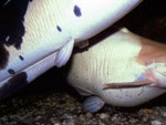 Clarias batrachus: herumwirbelnde Eier nach dem Lösen der Umschlingung