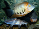 Pimelodus ornatus & Heros efasciatus spec. "Rotkeil"