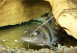 Pimelodus ornatus