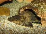 Danach ruht sich Cephalosilurus fowleri ein wenig aus, es handelt sich also keinesfalls um eine Lauerstellung.