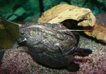 Cephalosilurus apurensis