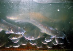 Ictalurus punctatus, engl. Bezeichnung "Channel-Catfish", wird in den Südstaaten in Aquakulturen gezüchtet und gern als Catfish-Food gegessen.
