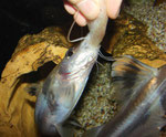 Pimelodus ornatus bei der Fütterung von Hand.