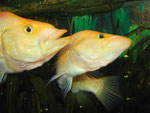 Rivalisierende Männchen von Petenia splendida (Gefleckter Raubbuntbarsch, Bay snook), hier gelborange Farbmorphe