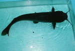 Ictalurus punctatus
