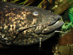 Cephalosilurus nigricaudus (adult)
