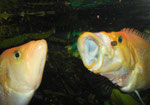 Petenia splendida: Fischjäger, der blitzartig vorschnellt und seine Beute mit dem riesigen Maul verschlingt.