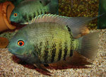 Heros efasciatus spec. "blue" - Paar (Männchen vorn)