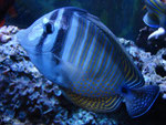 Meerwasseraquaristik im Albaquarium