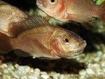 Tilapia spec.