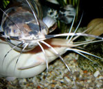 Paar von Clarias batrachus