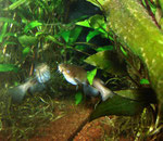 Ameiurus nebulosus, versteckt in den Pflanzen liegend.