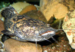 Cephalosilurus apurensis auf einem Stein ruhend