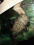 Cephalosilurus apurensis