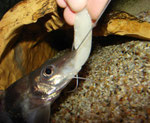 Pimelodus ornatus: Dieses Tier scheint keine Angst mehr vor der Hand zu haben.