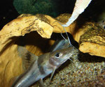 Pimelodus ornatus bei der Fütterung.