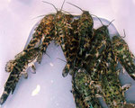 Megalechis picta