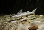 Brachyplatystoma platynemum