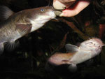 Ameiurus nebulosus: Die Störpellets lassen sich regelrecht in die Mäuler der Katzenwelse schieben.