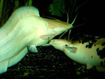 Clarias batrachus