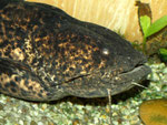 Cephalosilurus nigricaudus (adult)