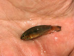 Apistogramma hippolytae.