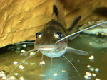Pimelodus ornatus