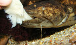 Cephalosilurus fowleri schnappt das gereichte Stück Fischfilet.