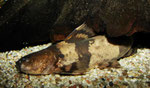 Pseudopimelodus bufonius