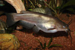 Brauner Katzenwels (Ameiurus nebulosus)