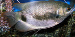 Asiatische Fische wie diesen Labyrinther traf man nicht häufig im Petshop an.