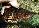 Cephalosilurus nigricaudus: Dieses und die folgenden Fotos sprechen für sich.