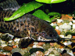 Megalechis picta