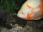Astronotus ocellatus und Cephalosilurus apurensis (juvenil)