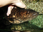 Cephalosilurus nigricaudus
