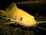 Hemibagrus nemurus: Variante "Yellow Mystus"