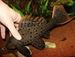 Dieser ca. 30 cm lange L95 (Pseudorinelepis genibarbis) zeigt sich bei Berührung von seiner schönsten Seite.