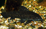 Megalechis picta