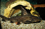 Pterodoras granulosus