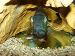 Heros efasciatus & Pimelodus ornatus