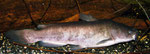 Ameiurus nebulosus: Das andere Tier, das mit dem Wels vom vorherigen Foto gepflegt wird, hat natürlich auch zugenommen.
